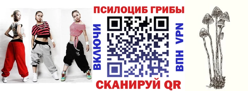 Купить где  Аша  Псилоцибиновые грибы мицелий 